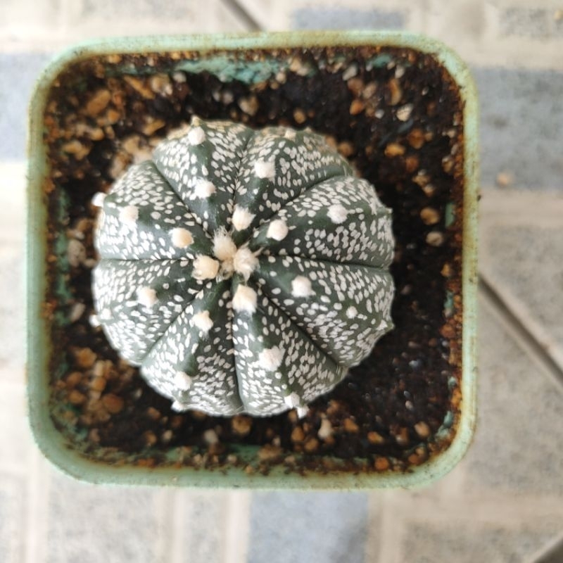 kaktus astrophytum