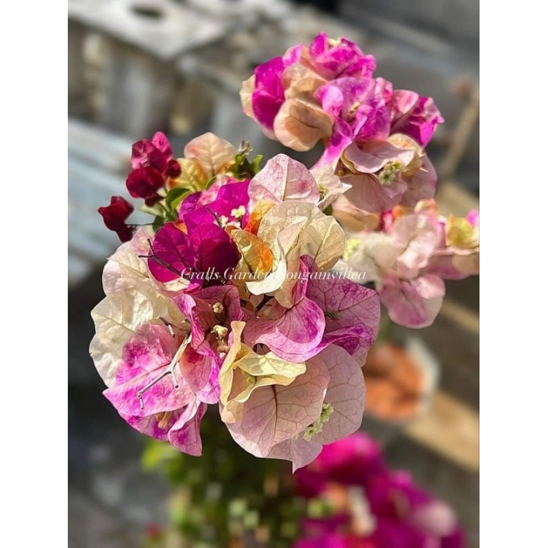 MURAYAMA SUPER NEW ID BOUGENVILLE