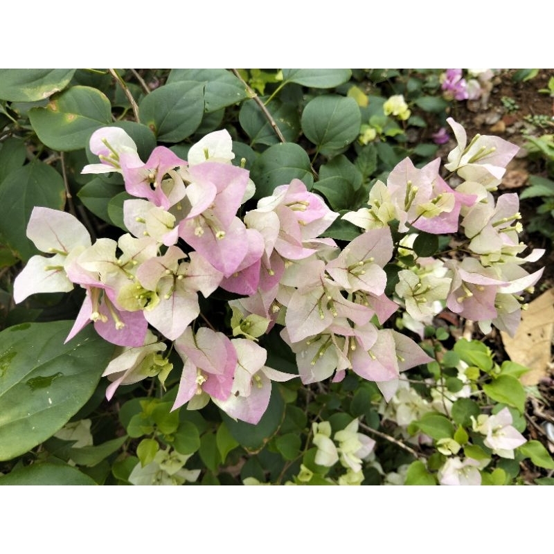 Bengawan solo Bougenville