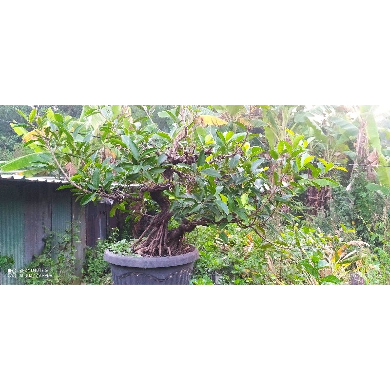 Bonsai Beringin iprik