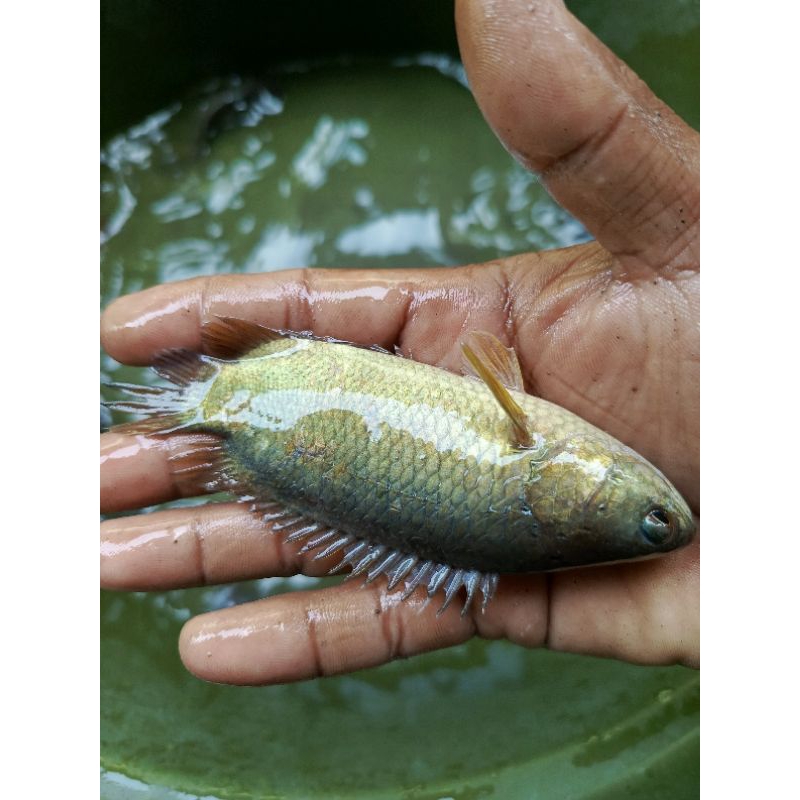 

Konsumsi Ikan Betok/Betik Papuyuh size 8cm s/d 10cm