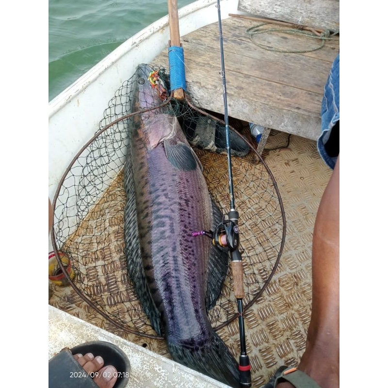 JORAN BC DAN SPINNING FENWICK ALBATROSS 190-198CM  FULL FUJI