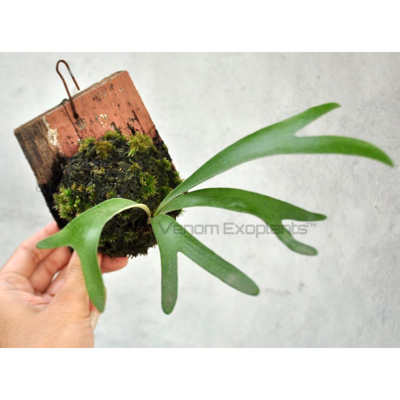 VE1355 Platycerium alcicorne Madagascar vasei vasseii tanaman pakis paku fern kadaka simbar menjanga