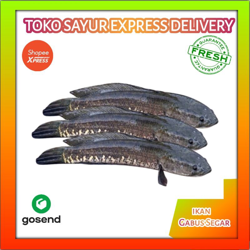 

Ikan Gabus Segar - Sayur Fresh Palembang