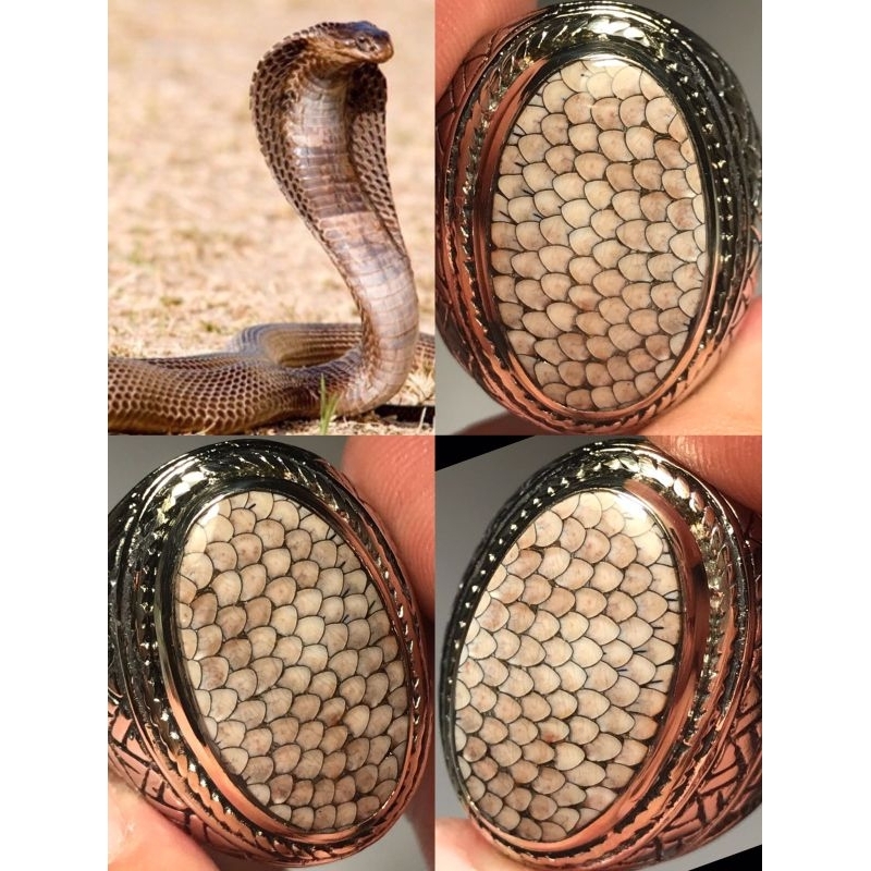 JHIPEN SISIK ULAR KING COBRA FULL SISIK RAPI CLASS CONTEST TOP COLECTOR ITEM