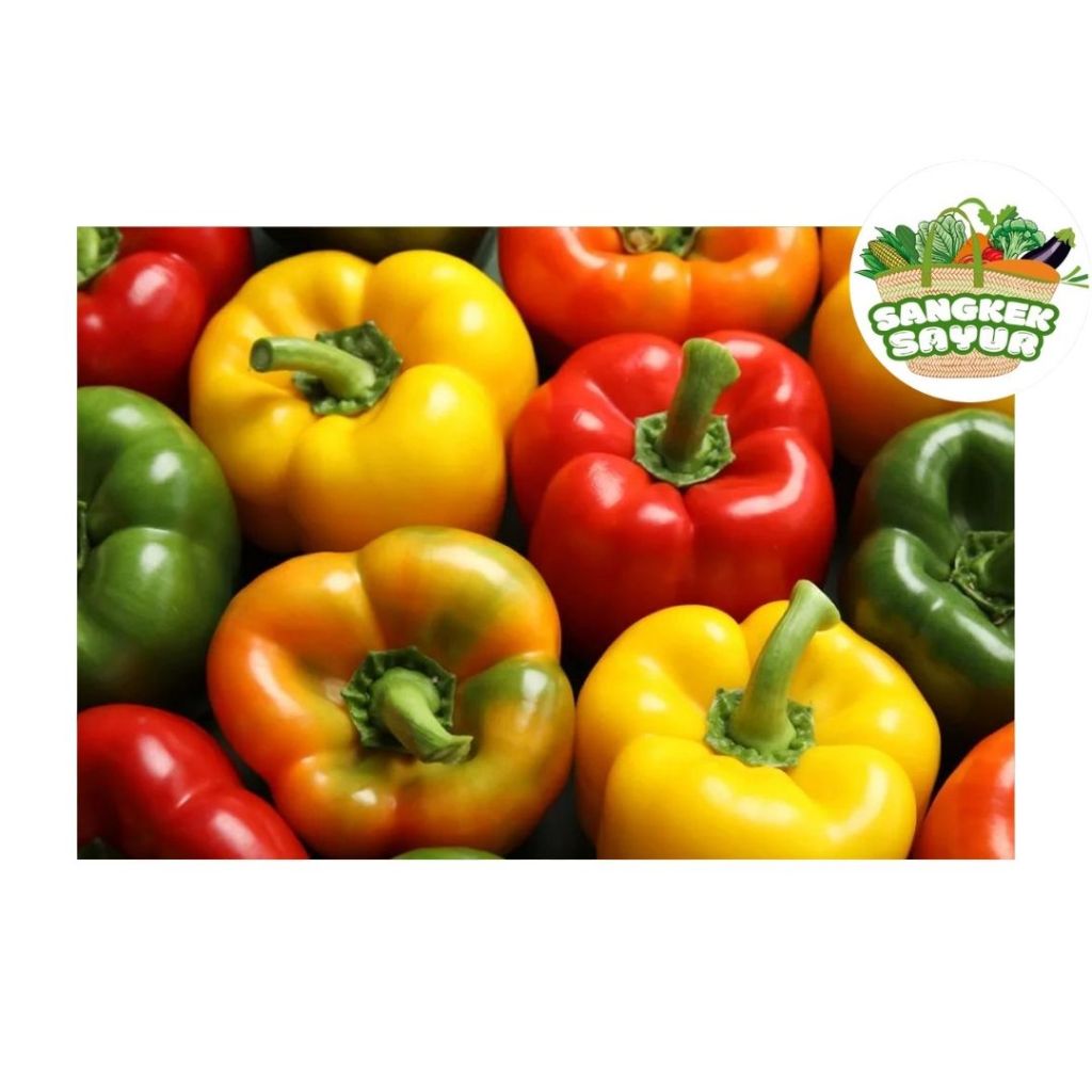 

Paprika (1pcs) - sangkek.sayur PALEMBANG