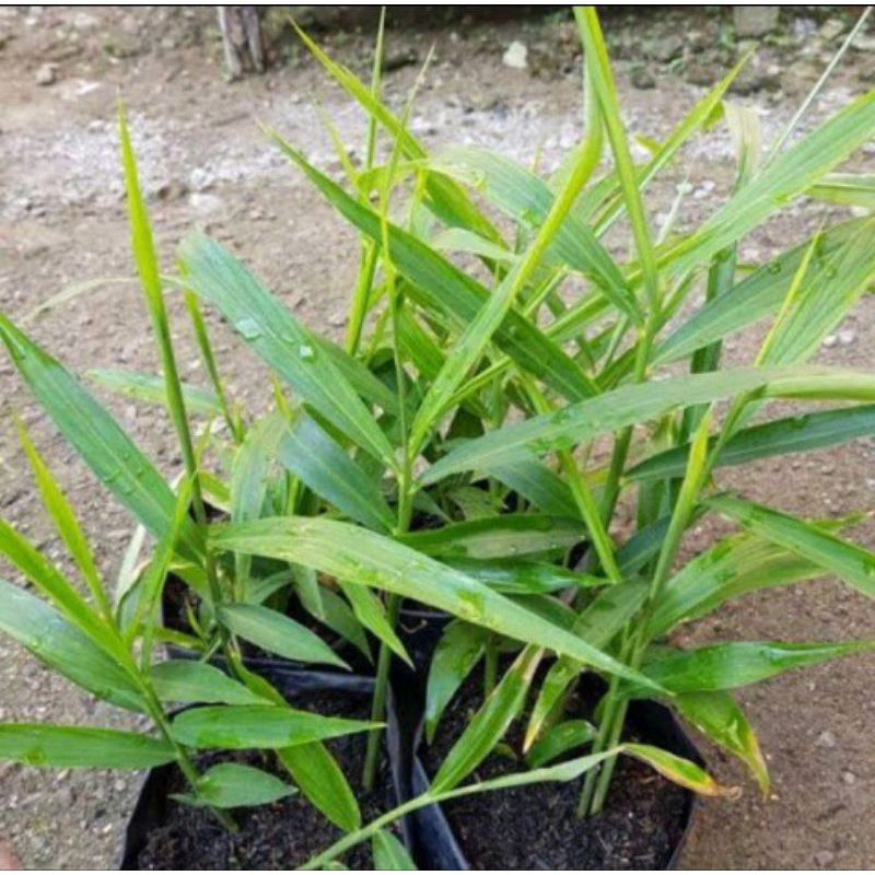 

jahe merah // tanaman jahe merah bibit