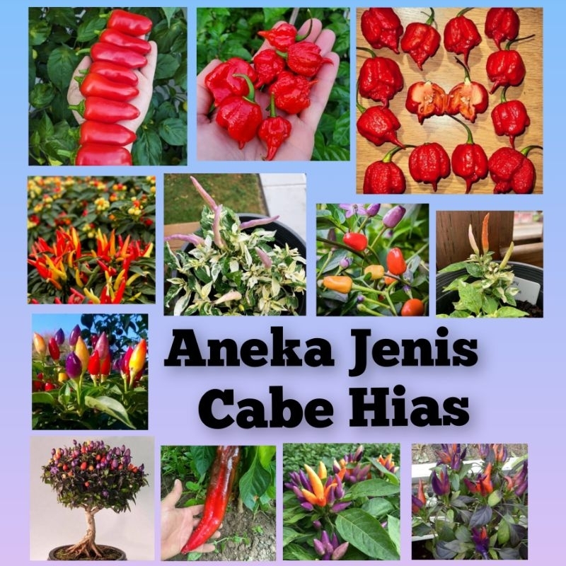 Benih Cabe Hias Bibit Aneka Jenis Cabai Hias F1
