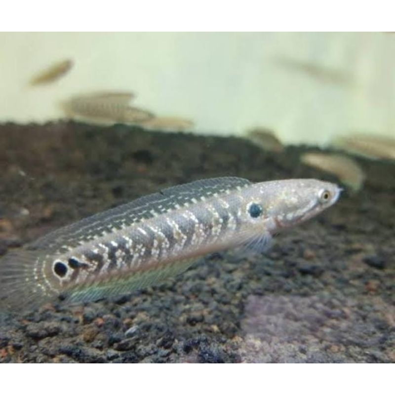 TERLARIS , ikan hias chana asiatica ws