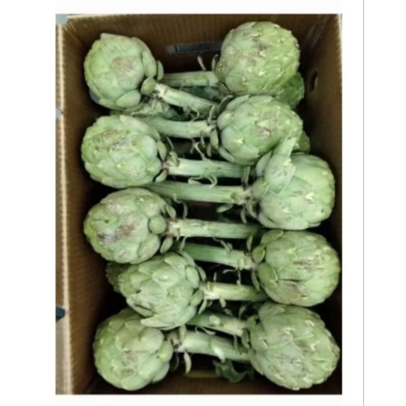 

Artichoke Globe Australia Fresh 1pcs