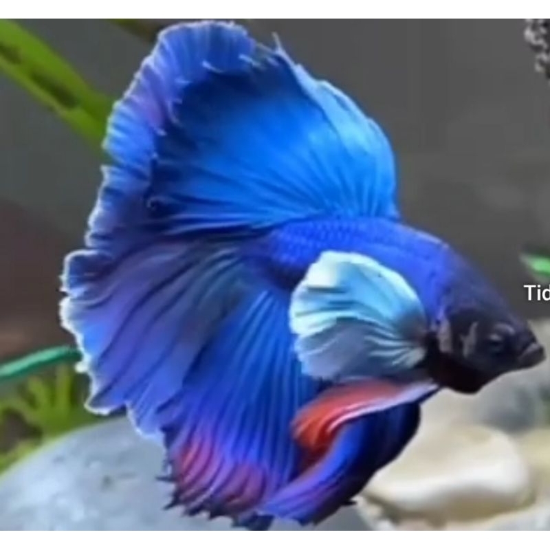 ikan cupang dumbo ear real pick