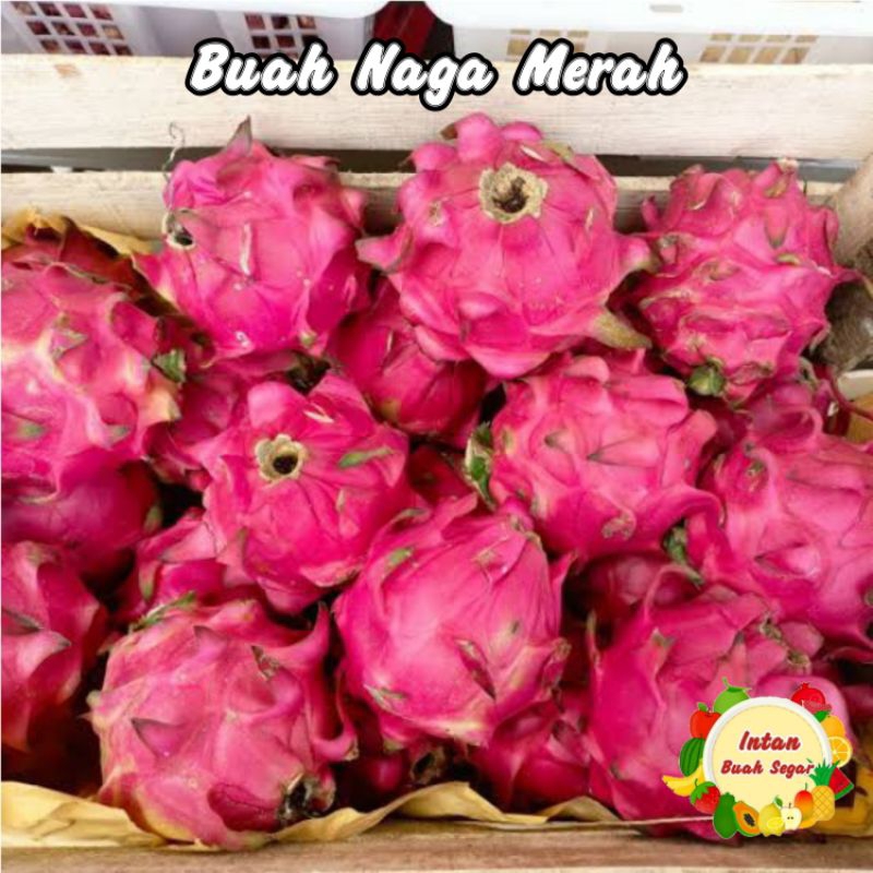 

BUAH NAGA MERAH SUPER 1 KG FRESH / BUAH NAGA MERAH / BUAH NAGA MANIS / BUAH NAGA SEGAR INTAN BUAH SEGAR