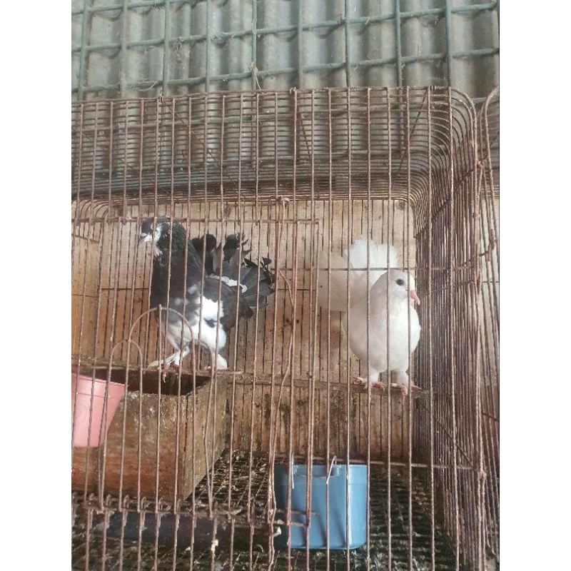 MERPATI KIPAS 1 PASANG
