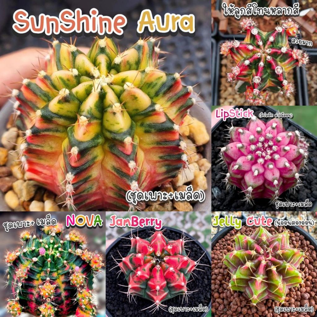 Benih Bibit Biji - Cactus Gymnocalycium Hybrid Thailand Kaktus Langka Sultan Rare Seeds - Tersedia 4