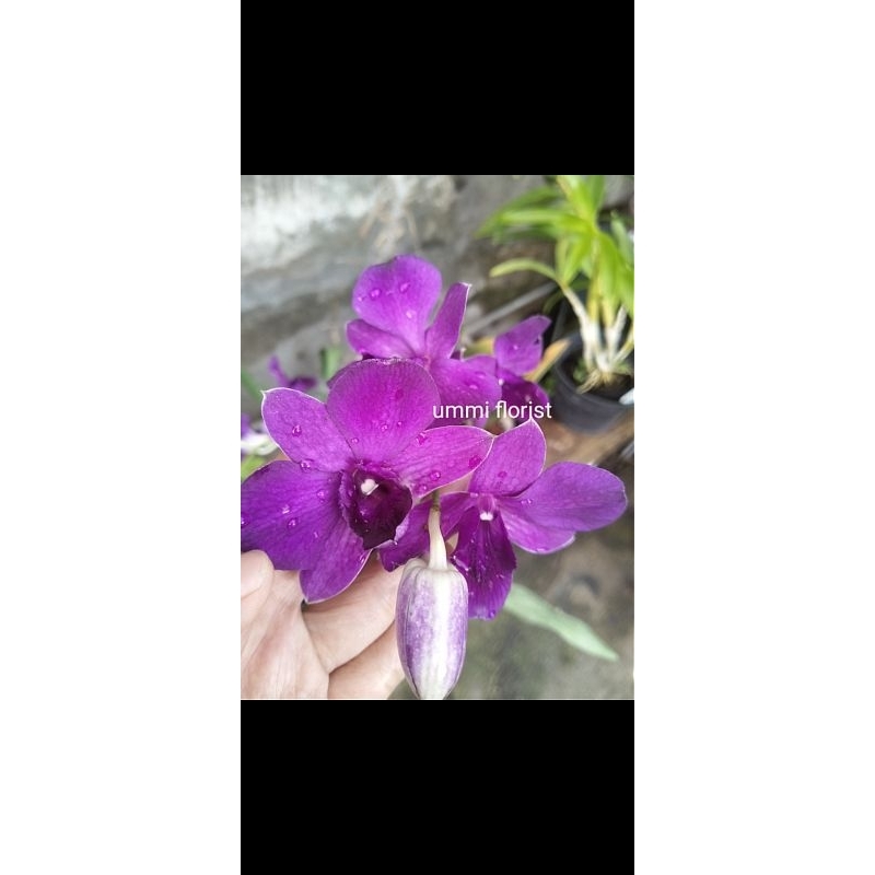 anggrek dendrobium biru