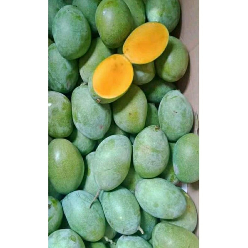

TERMURAH / mangga manalagi lalijiwo Full Tua (1kg)