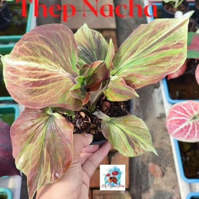 Bibit  Keladi /  Anakan Caladium  "THEP NHACA"     - keladi hias hybrid / Keladi  Thailand impor
