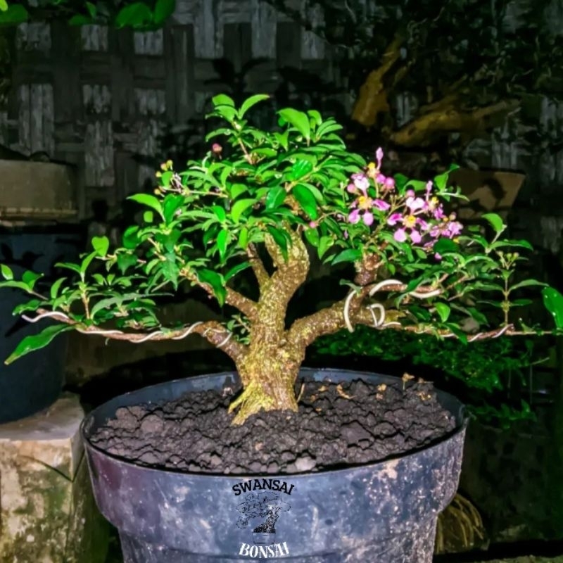 Bonsai Sakura Micro Siap pajang
