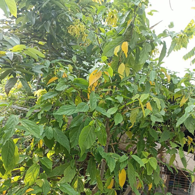 

JATIM BUNGA KENANGA KERING 50 Gr