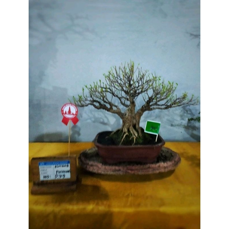 Tanaman hias bonsai beringin kimeng siap pajang