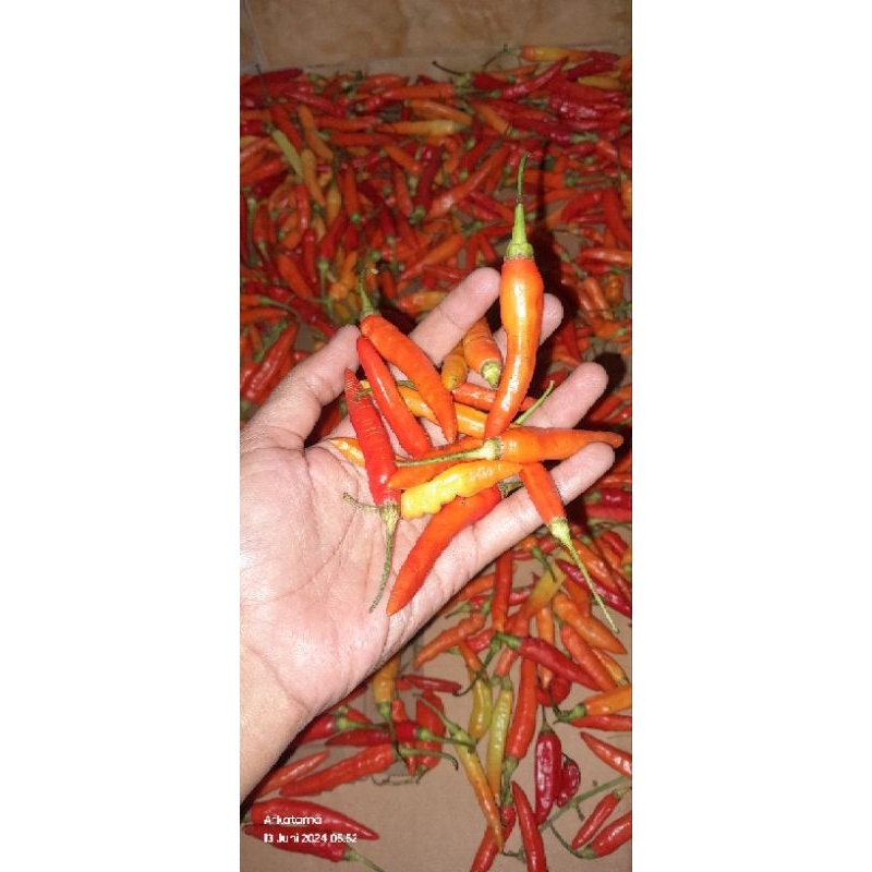 

cabai rawit pedas