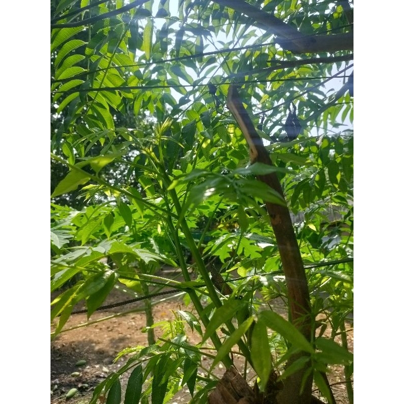 

daun kedondong muda untuk sayur dan herbal alami