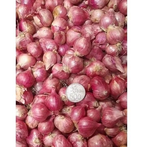 

Obral bambang bawang merah murah Nganjuk