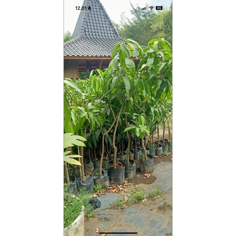 BIBIT MANGGA DESA WISATA JAMBU KEDIRI