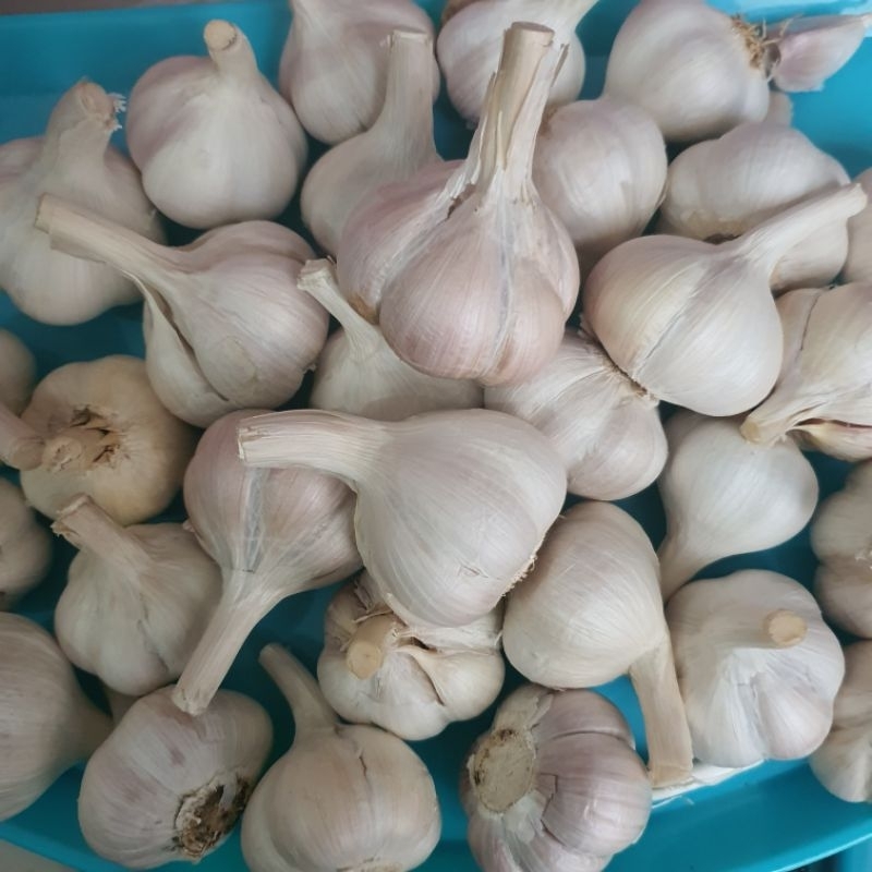 

BAWANG PUTIH KATING KOTOR/ BAWANG PUTIH BERBONGGOL/BAPUT SUPER, MASIH ADA BONGGOL 1000GRAM