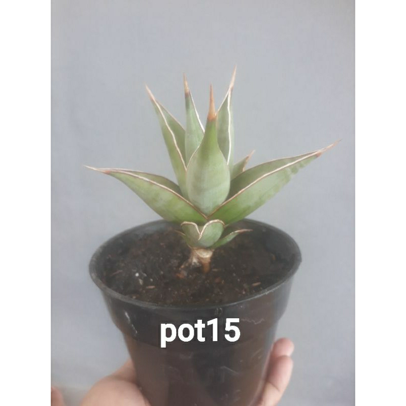 Sanseviera Pinguicula