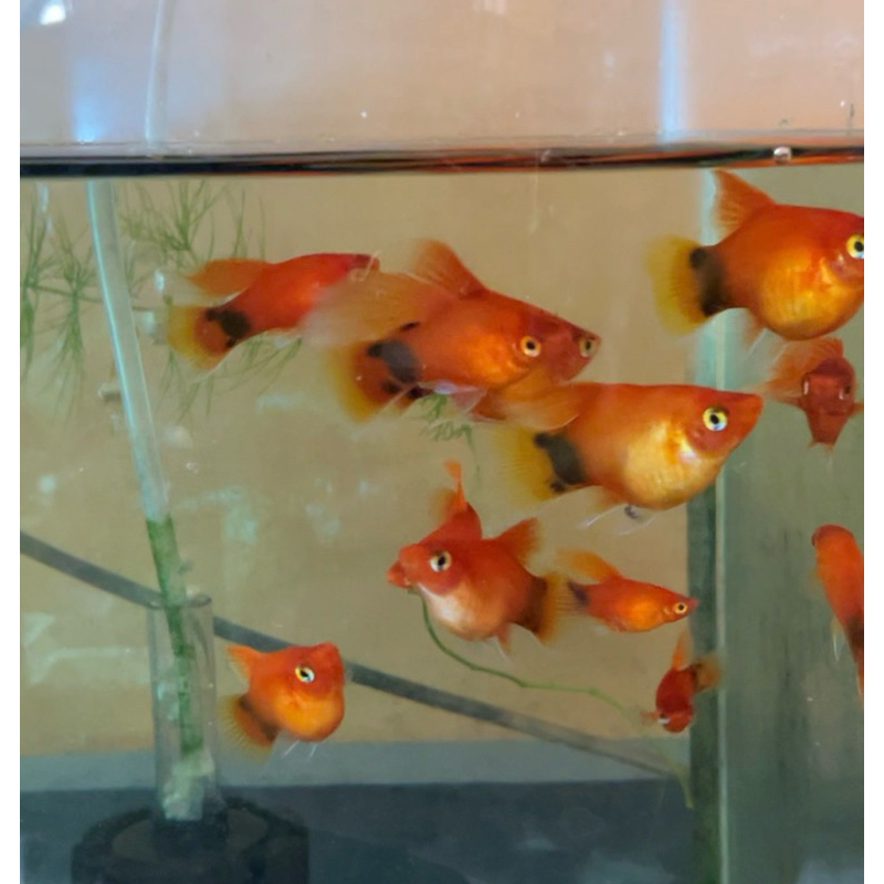 

Stiker Platy Red Mickey Mouse High Fin Shortbody Balon Bukan Alat Tulis