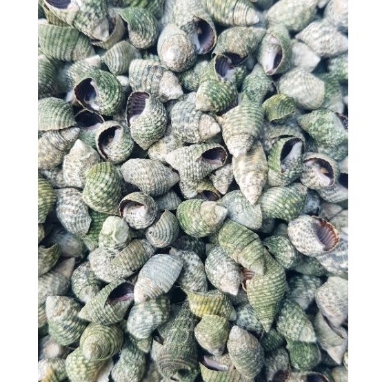 cangkaang kerang || kerang ||kerajinan kerang || tugas prakarya || hand made laut || kerajinan laut 