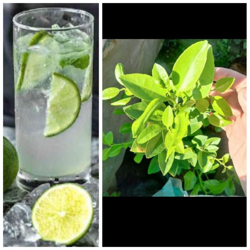 bibit jeruk nipis okulasi