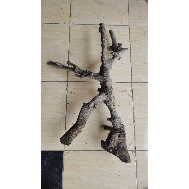 pohon Tlogosari  kering realpic sesuai gambar 3kg