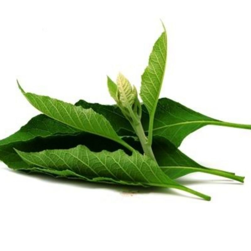 

Daun sembung segar petik langsung 500 gram