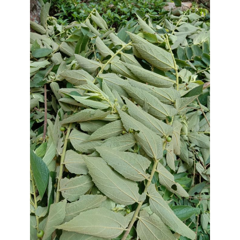 

Daun Kersen segar 500 gram