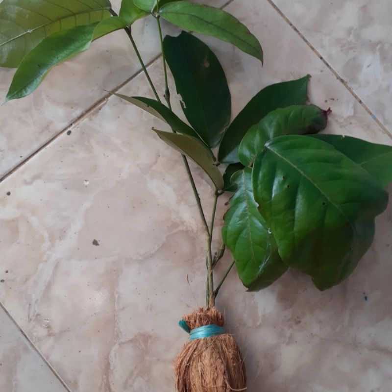 bibit akar tuba bibit tuba super