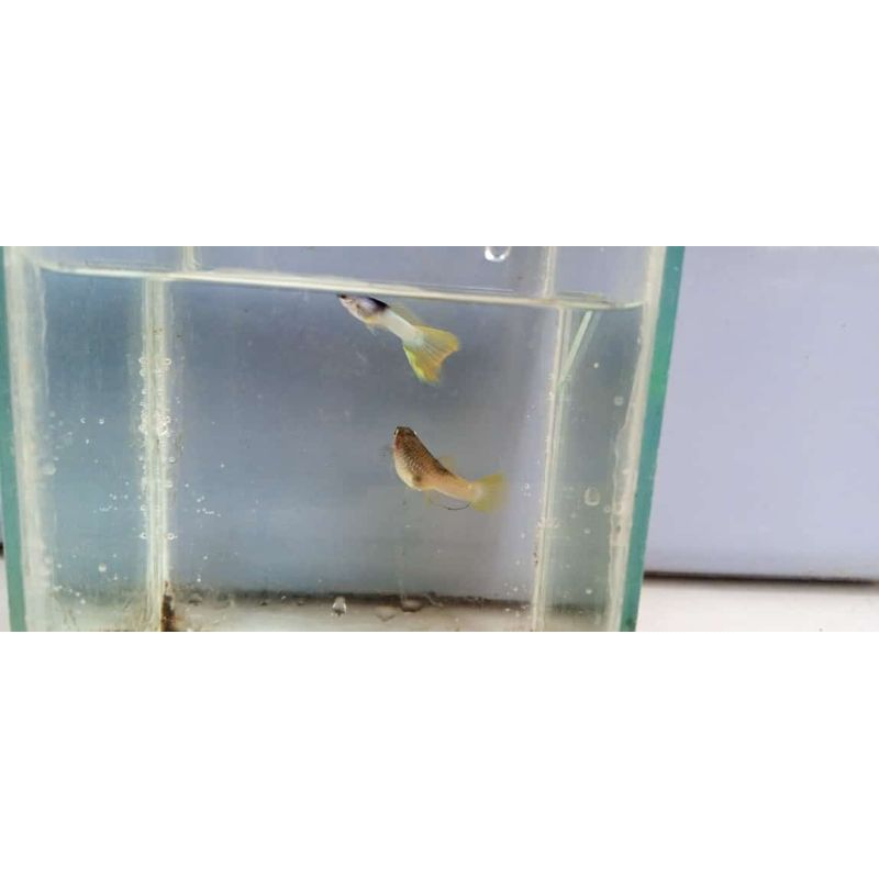Hiasan Akuarium Sepasang Ikan Guppy Yellow Pingu