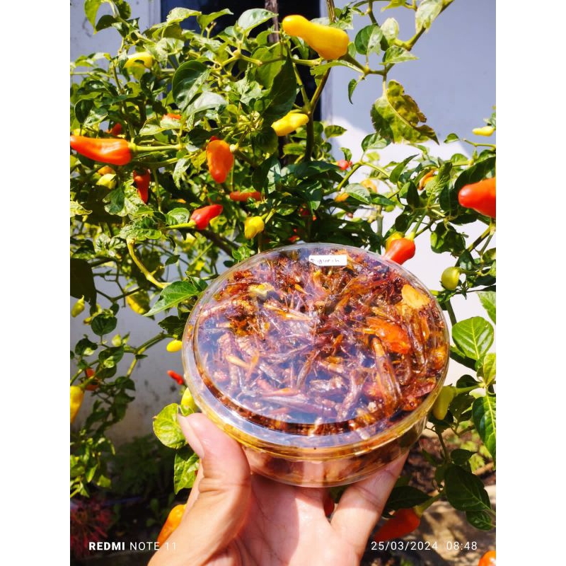 

BELALANG GORENG,BELALANG UTIS KEMASAN TOPLES NASTAR BERAT -+120GRAM