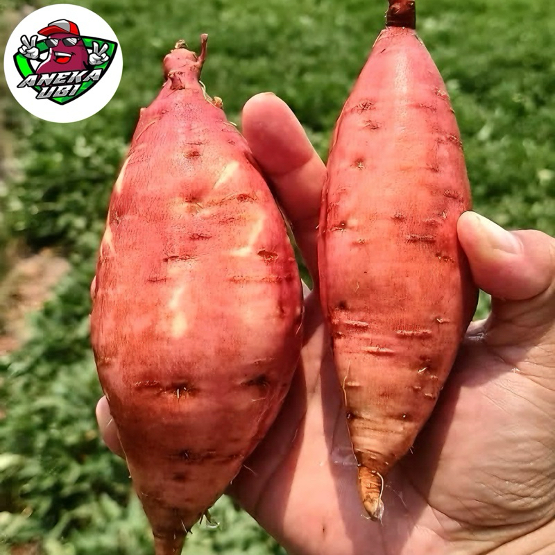 

ubi jalar oranye | ubi jalar oren mentah | ubi jalar golden 1kg