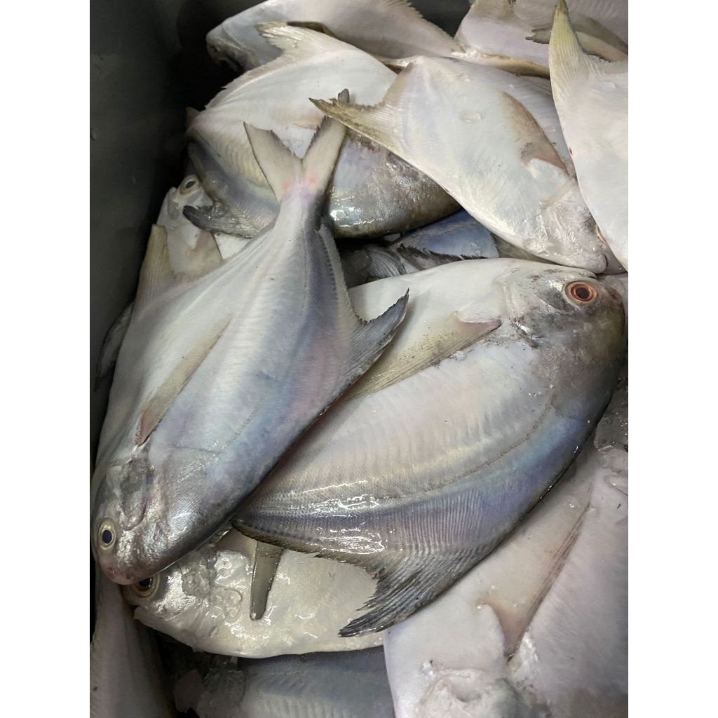 

Ikan Bawal Putih Premium Quality