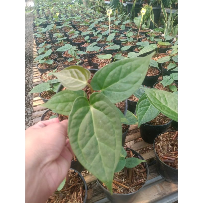 Anthurium Dorayaki x Luxury