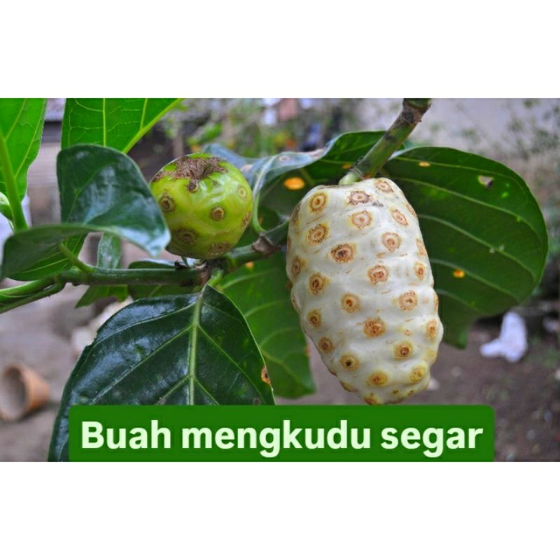 

Buah mengkudu segar 1kg pesanan