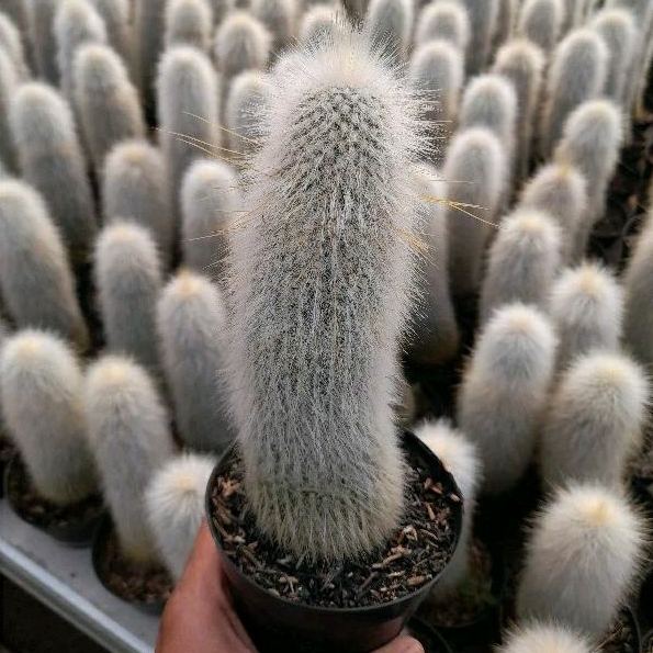 KAKTUS SKULEN oldman kaktus