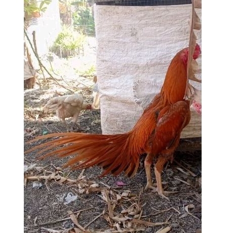 Telur fertil Bangkok ekor lidi ekor kaku