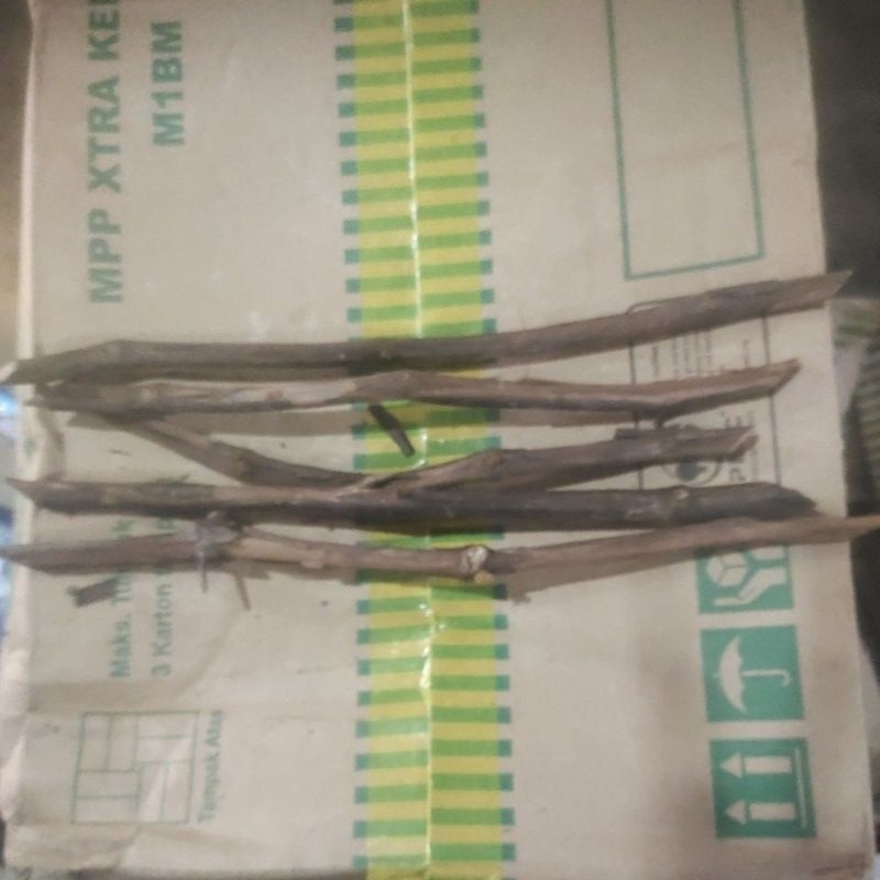 rootstok anggur isabella