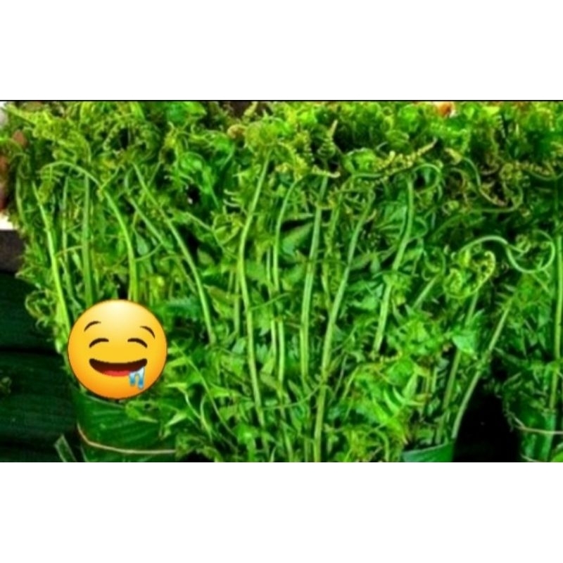 

sayur pucuk pakis segar.pucuk pakis sayur 500 gm