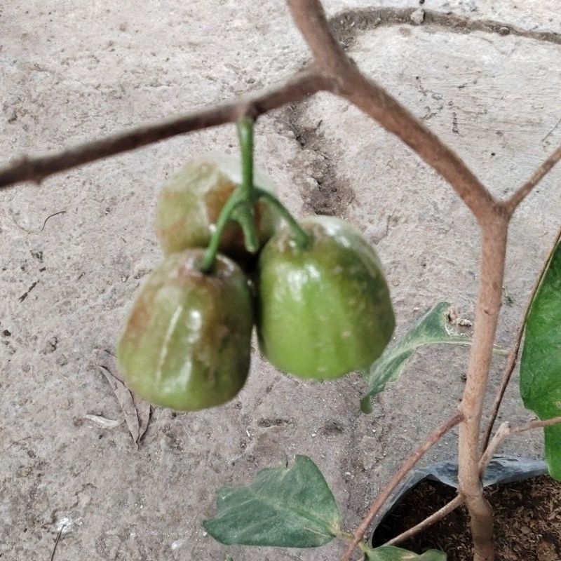 

jambu air dalhari hijau kondisi sudah bawa buahhh lebatt