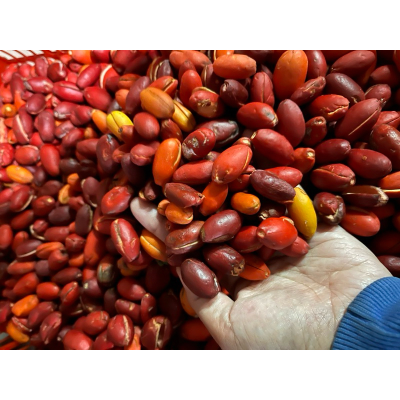 

melinjo berat 100 gram