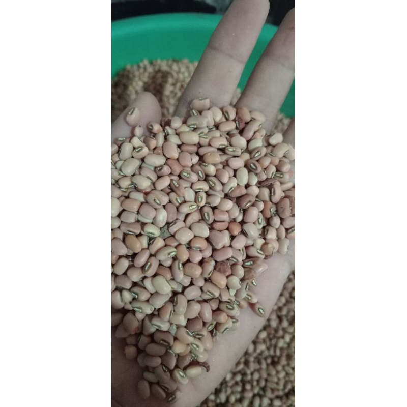 

Kacang Tolo